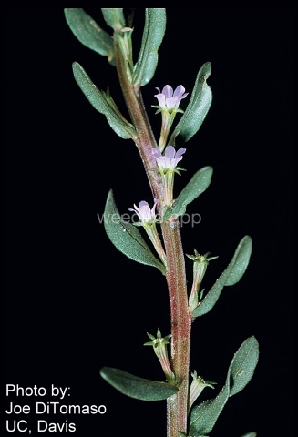 loosestrife, hyssop